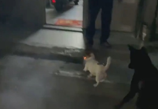 【！】犬さん、火が付いた花火を持ち帰り 想像以上の大惨事に！※犬は無事ｗ