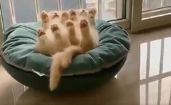 【シンクロ】ひとつのクッションの上で密着し同じ体勢で眠る子猫達ｗｗｗｗ
