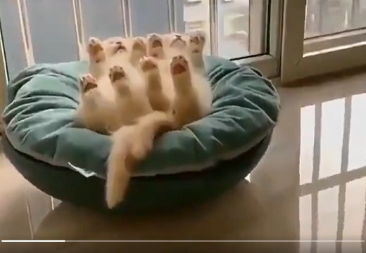 【シンクロ】ひとつのクッションの上で密着し同じ体勢で眠る子猫達ｗｗｗｗ