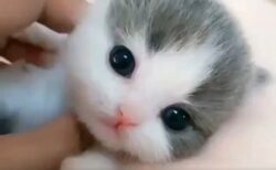 【動画】「まんまるな子猫」が衝撃的に可愛いｗｗｗｗ