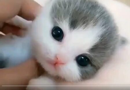 【動画】「まんまるな子猫」が衝撃的に可愛いｗｗｗｗ