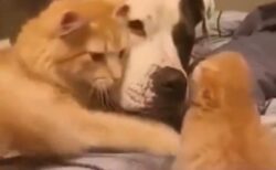 【動画】自分の子猫を友達の犬に紹介する母猫の様子がたまらなく可愛いｗ