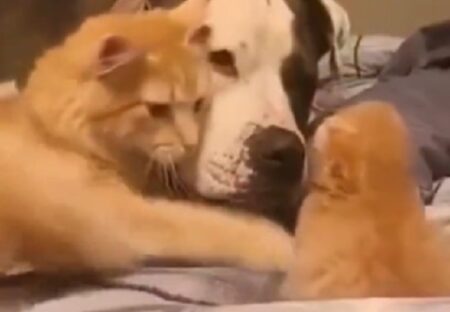 【動画】自分の子猫を友達の犬に紹介する母猫の様子がたまらなく可愛いｗ
