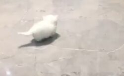 【ｗ】よちよち歩きの子猫がひたすら可愛い動画が話題「子猫って無敵‥」