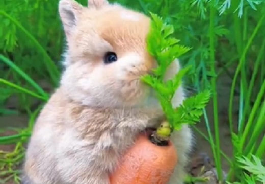 【ひゃー】ニンジンの葉っぱをむさぼるウサギが想像以上に可愛いｗｗｗｗ