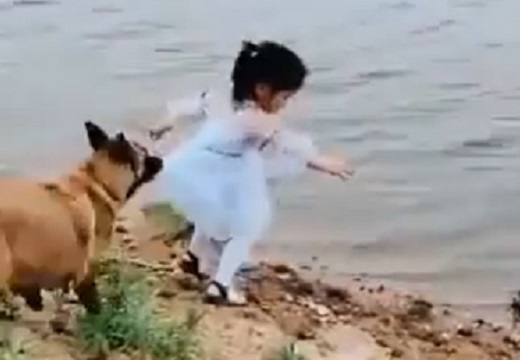【泣いた】傍にいた犬、川にボールを落とした少女を引き倒して自ら水に入り取りに行く