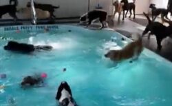【ｗ】プールにテンション爆上げ！大喜びする犬集団が話題に