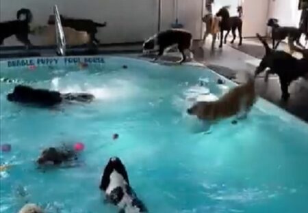 【ｗ】プールにテンション爆上げ！大喜びする犬集団が話題に