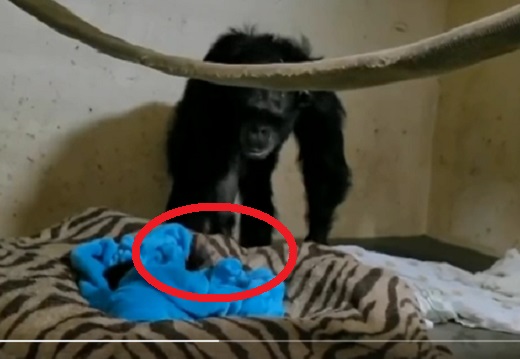 【泣】治療のため産まれてから離ればなれになっていた赤ちゃんに気づいた母猿の反応