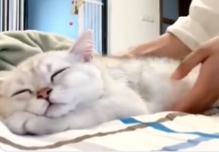 【ｗ】もっと寝たい猫、どんなに起こされても幸せそうに寝る！