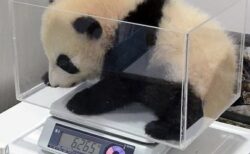 【たまらん】赤ちゃんパンダの体重測定、可愛いすぎるｗｗｗｗ