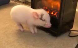 【えｗ】新しい暖房器具を購入したら、子豚の反応が想像以上だったｗ
