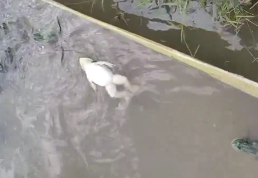 【！？】独りだけ背泳ぎが得意なカエルが目撃される！