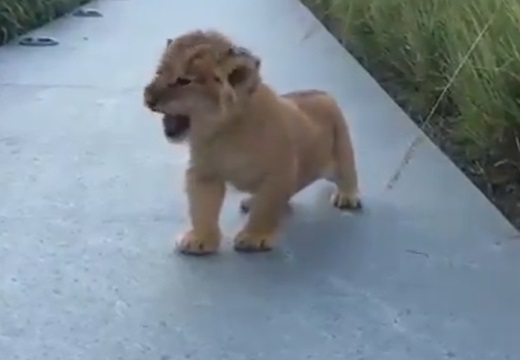 【これぞ百獣の王】子ライオンの雄叫び！！力強い！