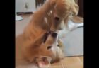 【ふっわふわ】手のひらサイズのウサギが最強すぎる！