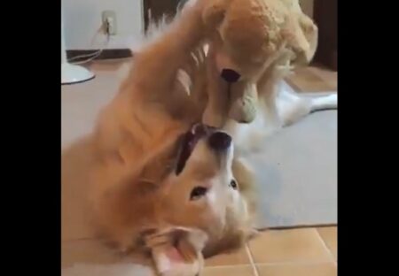 【ひゃー】ぬいぐるみを高いたかーいして可愛がる犬が愛おしい