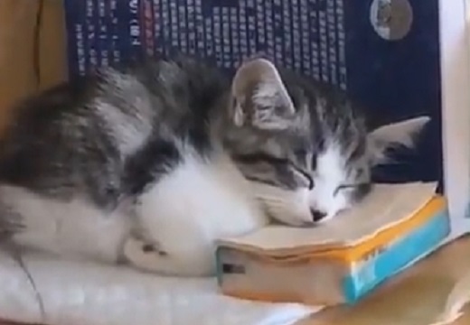 ( ˘ω˘) 大学に来てみた猫さん、本の影で気持ちよさそうに爆睡ｗｗｗｗ