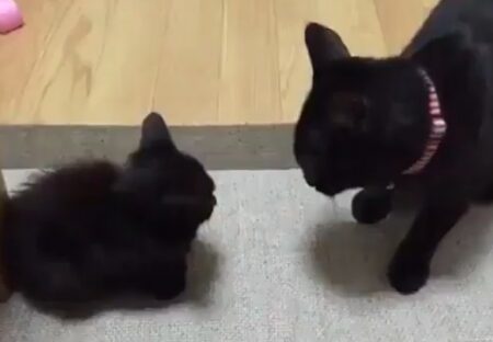 【え！】子猫と対峙する黒猫さんの猫パンチがとんでもないｗｗｗｗ