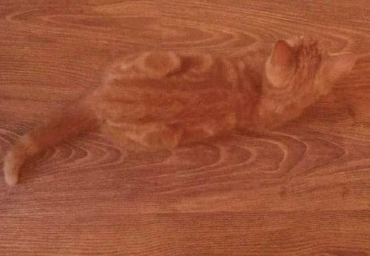 【！？】床と完全に同化してる猫！踏んでしまいそうｗｗｗｗ