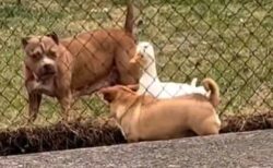 【動画】イヌ同士の喧嘩を仲裁したいアヒル、ついてまわる様子が可愛いすぎるｗｗｗ