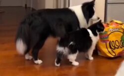 【動画】そっくりの犬と猫、似すぎてて可愛いｗｗｗｗ