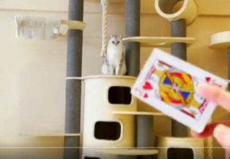 【！？】猫の神業、飛ぶトランプをキャッチする瞬間が凄すぎる！！！