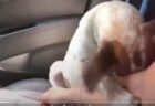 【泣】虐待から保護され新しい飼い主が見つかった犬、家へ向かう車中の動画が話題に