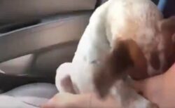 【泣】虐待から保護され新しい飼い主が見つかった犬、家へ向かう車中の動画が話題に