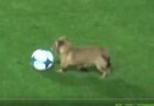 【動画】華麗にサッカーの試合へ乱入した犬、インタビューを受けるｗｗｗｗ