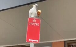 【動画】「止まるな」標識の上で優雅にクロワッサンを食べるオウムが可愛いｗ