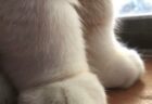 【！】部屋に現れたバットマンの正体が可愛いｗｗｗｗｗｗｗｗ