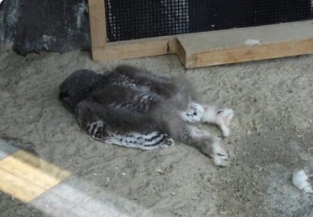 【衝撃】フクロウの赤ちゃんの寝相、びっくりするｗｗｗｗ