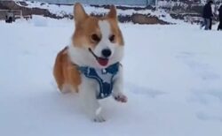 【動画】雪！犬達のリアクションが可愛いすぎるｗｗｗｗ