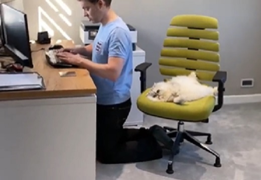 【笑】仕事中の飼い主の椅子を占領しちゃった猫、主は床にｗｗｗｗ