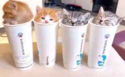 【動画】並んだドラえもんのコップで眠る子猫達、たまらんｗｗｗｗ