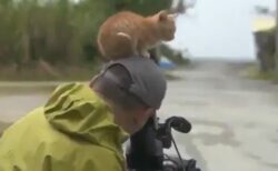 【ｗ】カメラマンに興味津々な子猫、頭の上にのぼり「にゃー」
