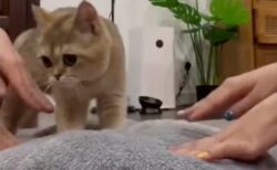【動画】ふみふみに参加したくなった猫が可愛いｗｗｗｗ