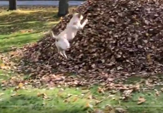 【しっぽｗ】落ち葉の山にダイブするのが大好きなイヌ！ずっと見ていたいｗｗｗｗ