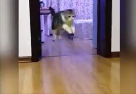 【動画】見えない壁を飛び越える飼い主をじっと見てた猫さん、自分もやってみるｗｗｗ
