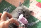 【笑】カーテンレールで大渋滞しちゃってる猫たちの動画が話題