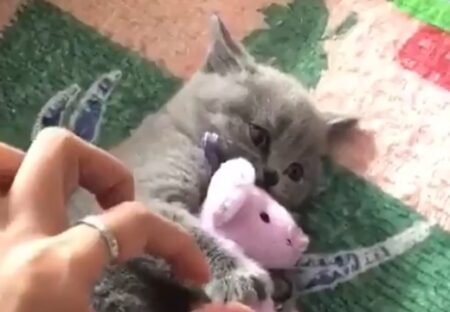 【ぎゅー】ぬいぐるみを大事に可愛がる子猫、可愛いすぎてヤバいｗ