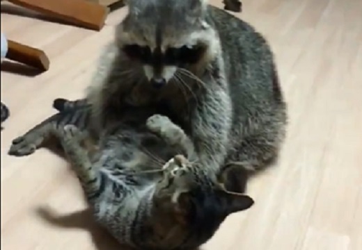 【ｗ】ネコを抱っこしたいアライグマと、抱っこされたくないネコｗｗｗｗ