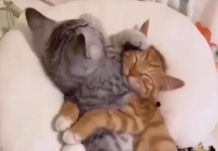 【尊い】パズルみたいにしっかり抱き合って眠るネコ、見てるだけで癒される・・・