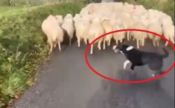 【凄】ひとりで大勢の羊を把握する牧羊犬、聡明で運動神経ぶっちぎり、その上カワイイ