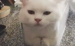 【手が！】透明の箱にぴっちり入ってる白猫！何ともいえない表情が可愛いｗｗｗｗ