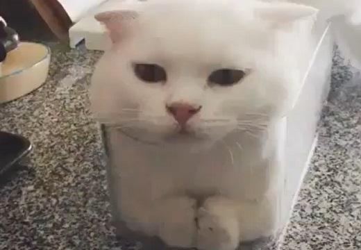 【手が！】透明の箱にぴっちり入ってる白猫！何ともいえない表情が可愛いｗｗｗｗ