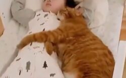 【ひゃー】赤ちゃんに抱きついて眠るネコ、猫に抱きつく赤ちゃん！どっちも可愛いすぎる！