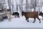 【！】ふわふわな子犬、軽すぎて雪の上を歩けてしまうｗｗｗｗ