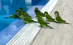 【！？】プールに水遊びしに来た鳥の集団、もめごとが起こるｗｗｗｗ