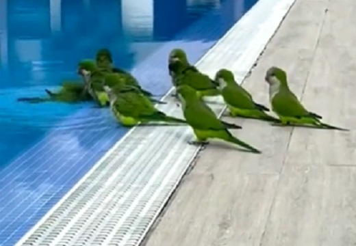 【！？】プールに水遊びしに来た鳥の集団、もめごとが起こるｗｗｗｗ